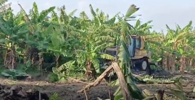 Productores de El Jobo denuncian desalojo y destrucción de cultivos en Bahoruco