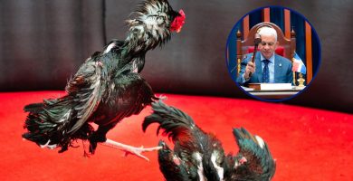 Presidente del Senado aclara que el nuevo Código Penal no prohíbe las peleas de gallos