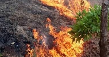 Fuego se extiende por Valle de Dios y afecta cientos de tareas de terreno en zona montañosa de Los Cacaos