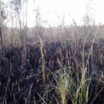 Incendio forestal genera preocupación entre residentes y comerciantes de Las Terrenas