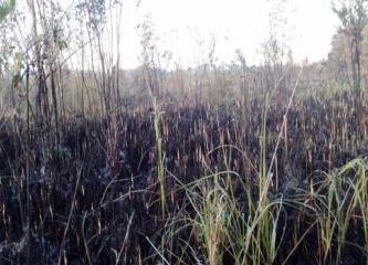 Incendio forestal genera preocupación entre residentes y comerciantes de Las Terrenas