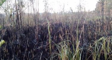 Incendio forestal genera preocupación entre residentes y comerciantes de Las Terrenas