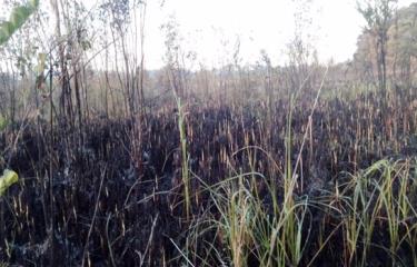 Incendio forestal genera preocupación entre residentes y comerciantes de Las Terrenas
