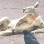 ¡El que está bueno no forza! Canguro roba miradas y suspiros con sus poses de galán