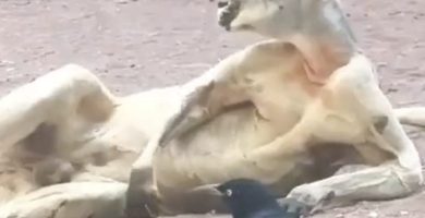 ¡El que está bueno no forza! Canguro roba miradas y suspiros con sus poses de galán