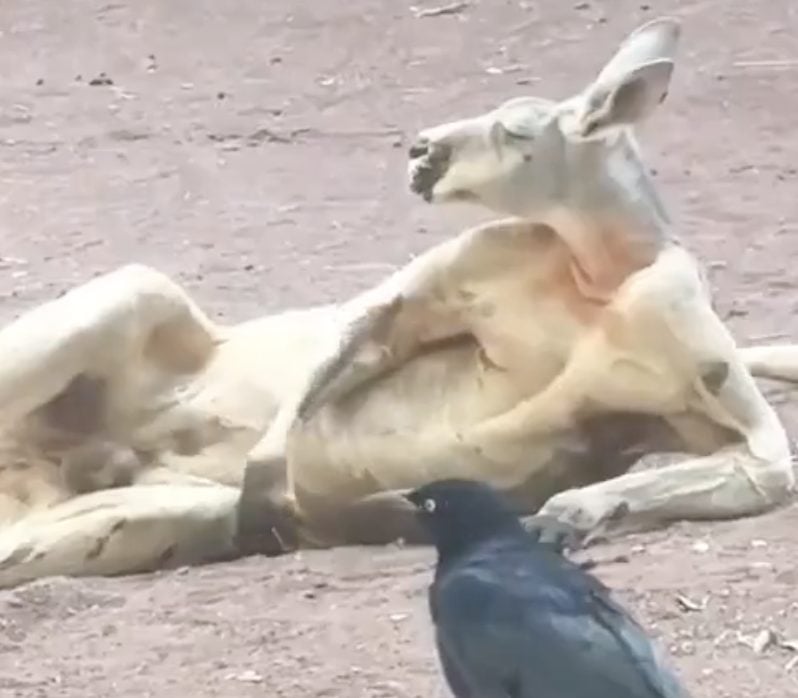 ¡El que está bueno no forza! Canguro roba miradas y suspiros con sus poses de galán