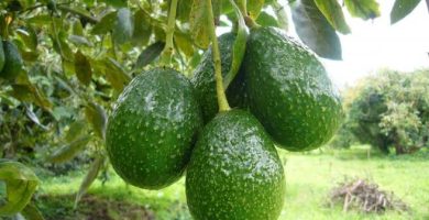 Productores de aguacates de Espaillat piden intervención del Presidente para poder vender sus cosechas