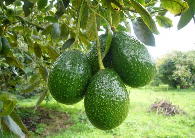 Productores de aguacates de Espaillat piden intervención del Presidente para poder vender sus cosechas
