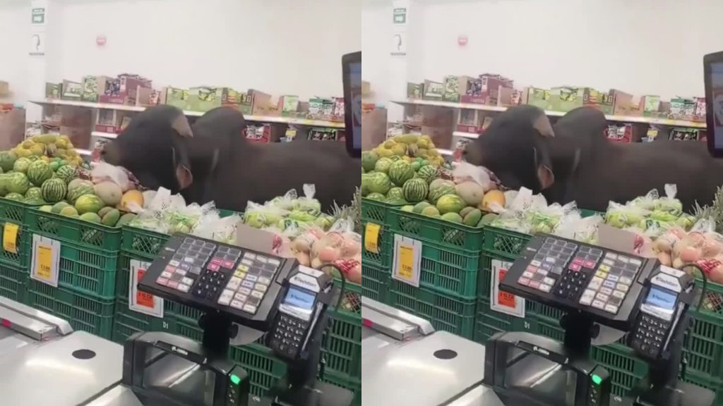 ¡Cliente inesperado! Toro entra a un minimercado para comer y se vuelve viral en Colombia