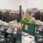 ¡Cliente inesperado! Toro entra a un minimercado para comer y se vuelve viral en Colombia