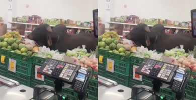 ¡Cliente inesperado! Toro entra a un minimercado para comer y se vuelve viral en Colombia