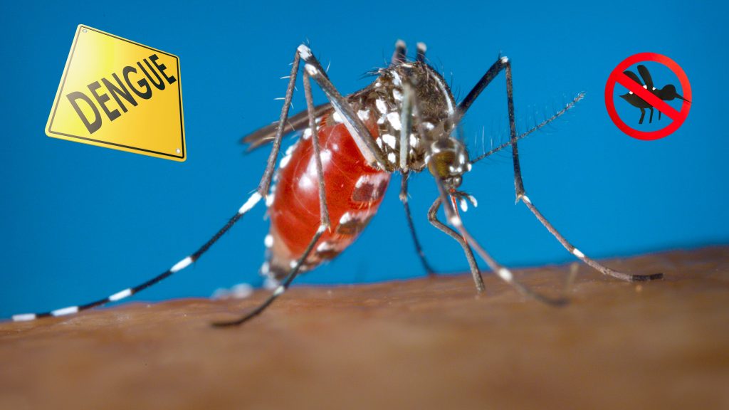 Casos de dengue van en aumento en la República Dominicana