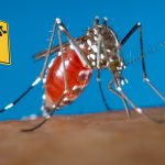 Casos de dengue van en aumento en la República Dominicana