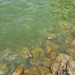 Genera preocupación hallazgo de peces muertos en la presa de Hatillo