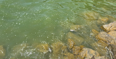 Genera preocupación hallazgo de peces muertos en la presa de Hatillo