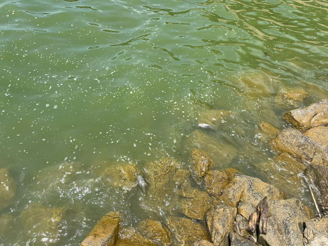 Genera preocupación hallazgo de peces muertos en la presa de Hatillo