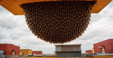 Alquiló una habitación cerca de la universidad y encontró una colmena gigante de abejas junto a su ventana