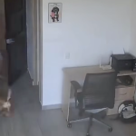 ¡Ni el terremoto los separó! Niño arriesga todo para volver por su perrito