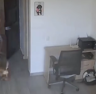 ¡Ni el terremoto los separó! Niño arriesga todo para volver por su perrito